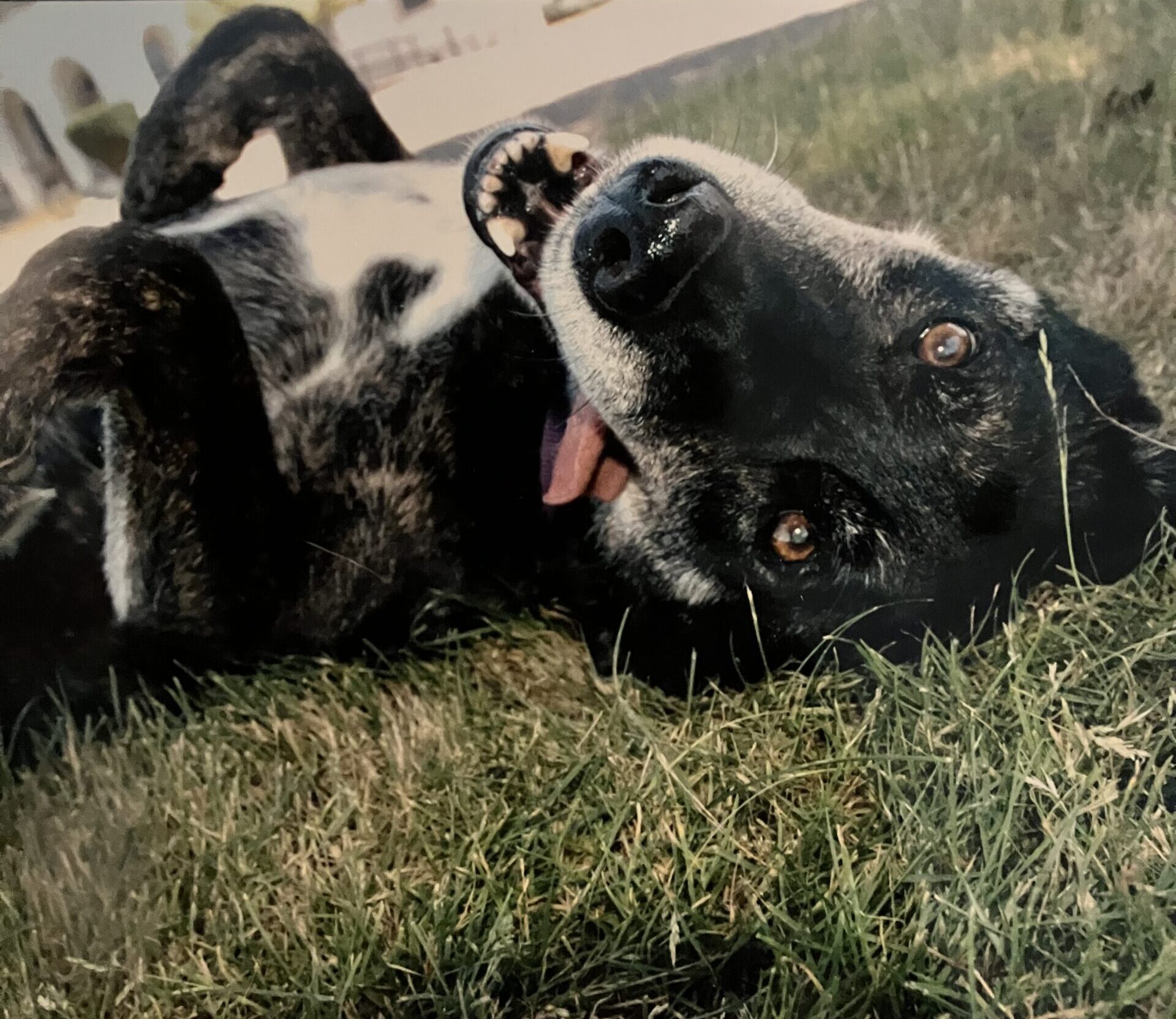 Black dog laying on back in green field.