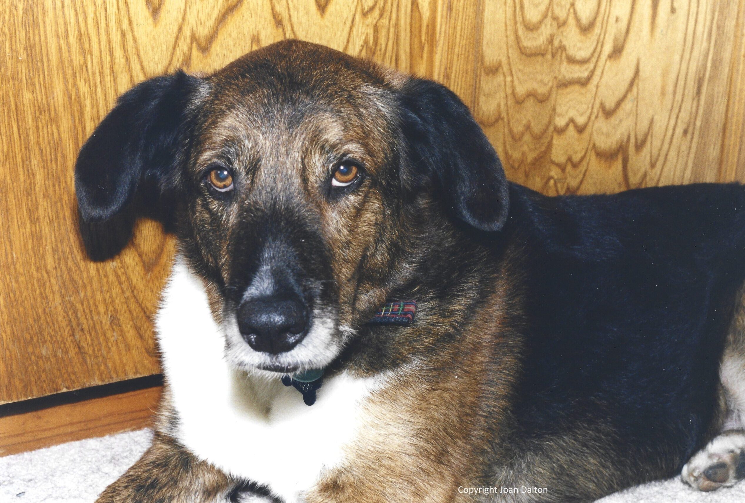 Black and white brindle dog with large floppy ears looking deeply into the camera.